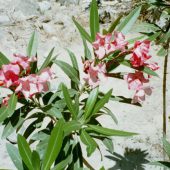  Samaria Gorge